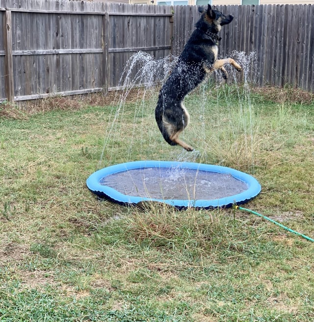 Cheezburger Image 10615289856