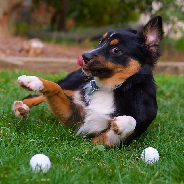 Cheezburger Image 10615290112