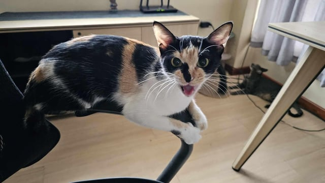 Cheezburger Image 10615290880