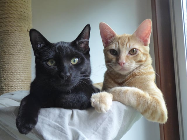 Cheezburger Image 10615291136