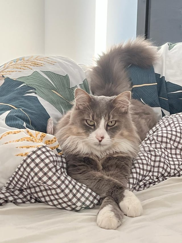 Cheezburger Image 10615291392