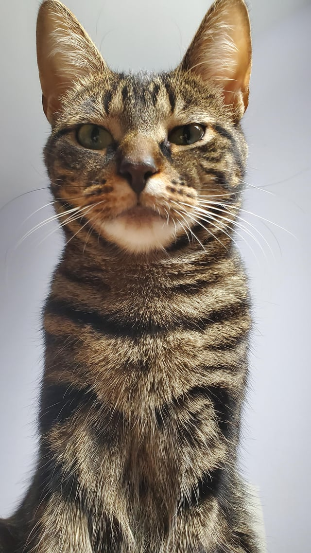 Cheezburger Image 10615291648