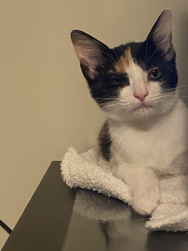 Cheezburger Image 10615292160