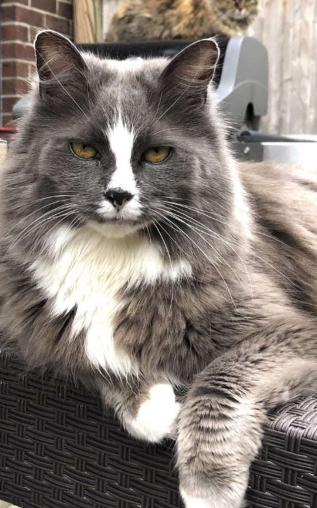 Cheezburger Image 10615292672