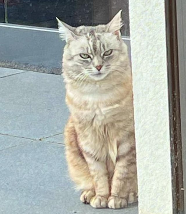 Cheezburger Image 10615293184