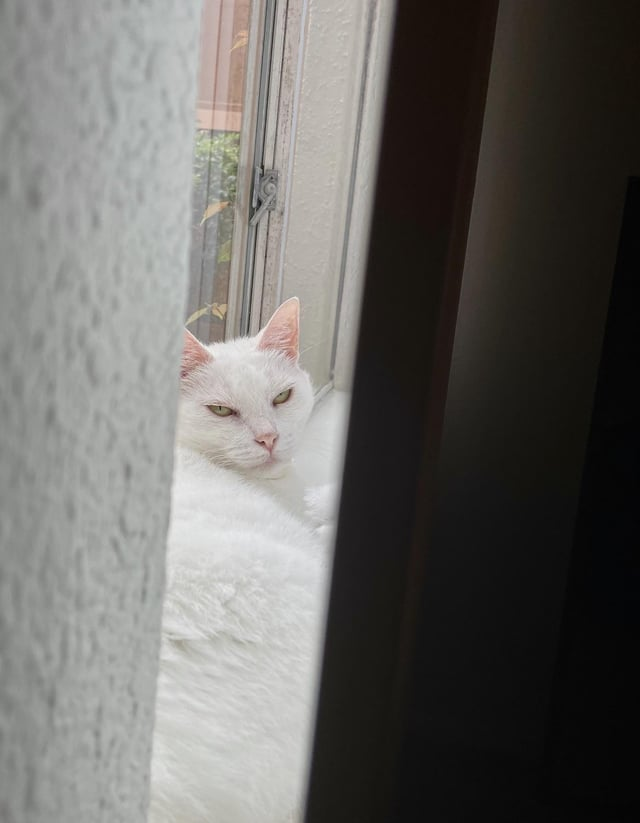 Cheezburger Image 10615293696