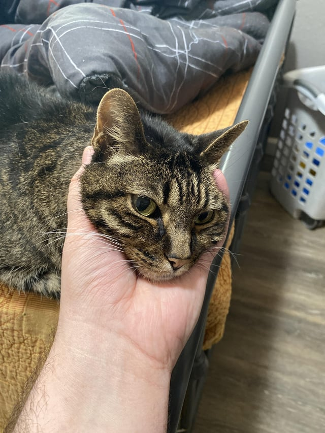 Cheezburger Image 10615294208