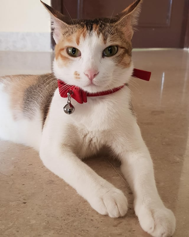 Cheezburger Image 10615294464