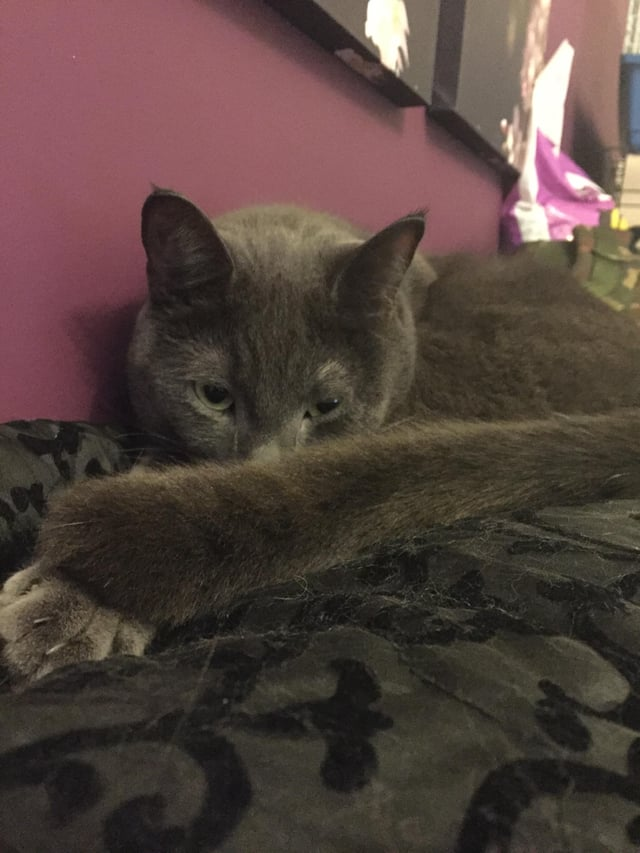 Cheezburger Image 10615294720