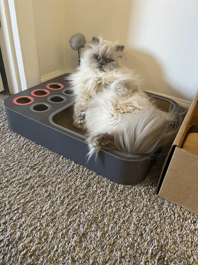 Cheezburger Image 10615295232