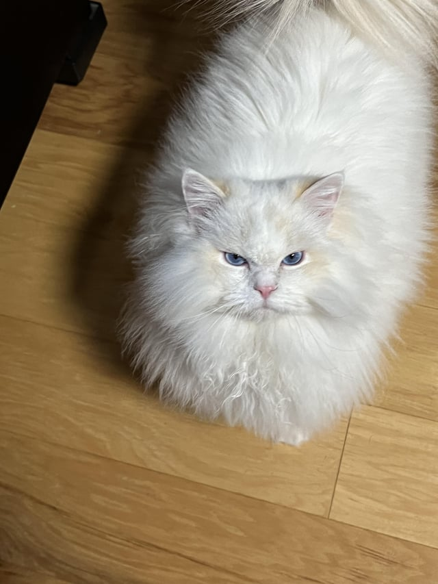 Cheezburger Image 10615295744