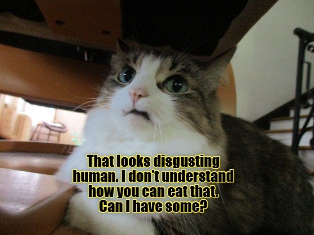 Cheezburger Image 10615296256