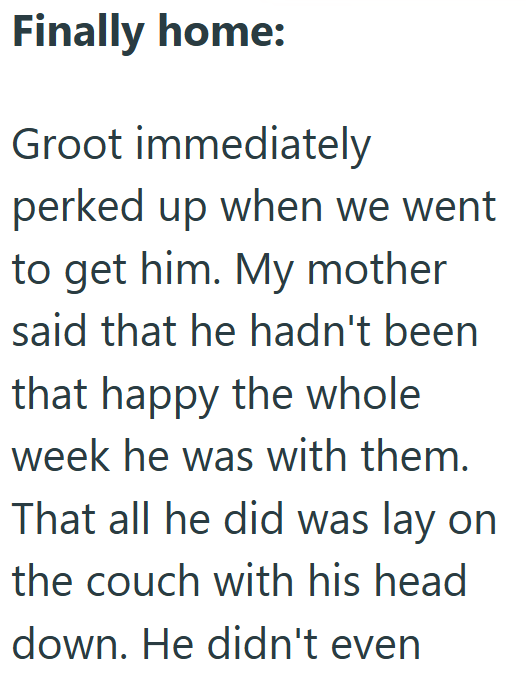 Finally home: Groot immediately perked up when we went to get him. My mother said that he hadn't been that happy the whole week he was with them. That all he did was lay on the couch with his head down. He didn't even