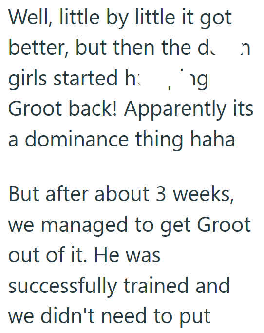 Well, little by little it got better, but then the d n girls started hg Groot back! Apparently its a dominance thing haha But after about 3 weeks, we managed to get Groot out of it. He was successfully trained and we didn't need to put