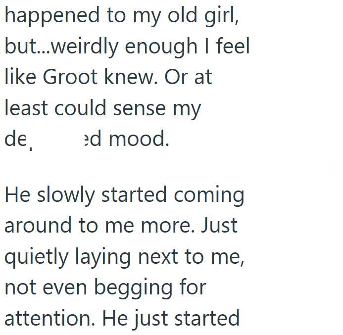 happened to my old girl, but...weirdly enough I feel like Groot knew. Or at least could sense my de ed mood. He slowly started coming around to me more. Just quietly laying next to me, not even begging for attention. He just started