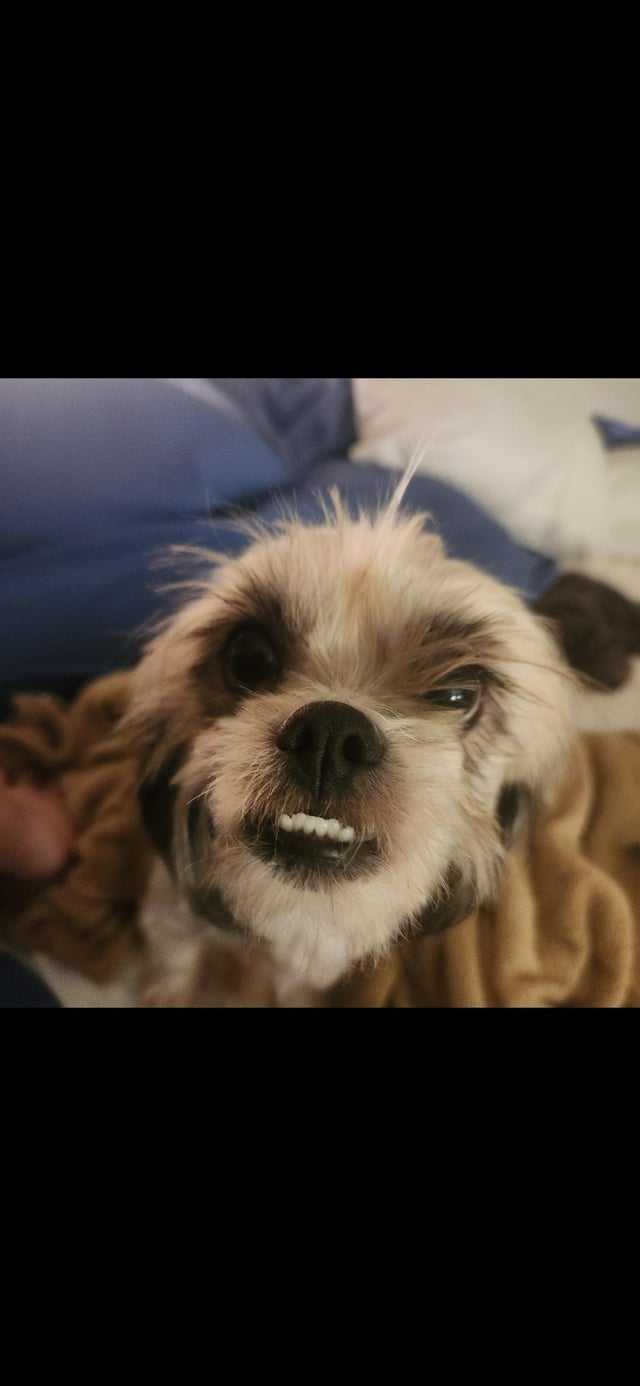 Cheezburger Image 10615305216