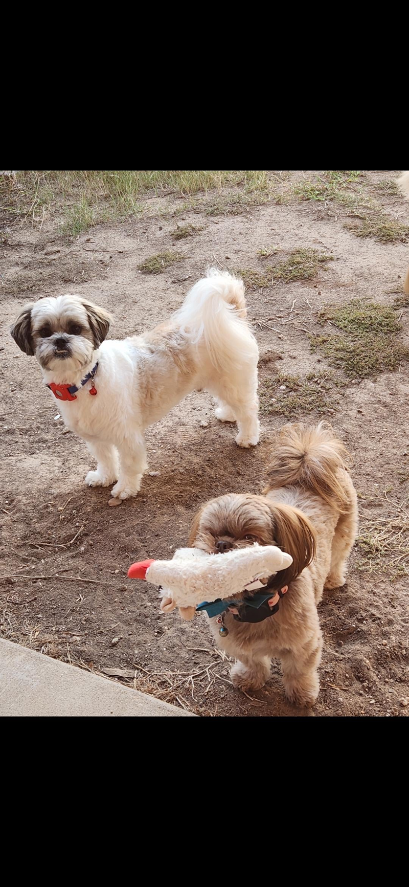 Cheezburger Image 10615305984