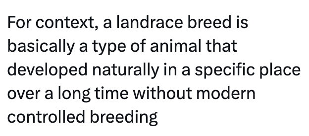 For context, a landrace breed is basically a type of animal that developed naturally in a specific place over a long time without modern controlled breeding