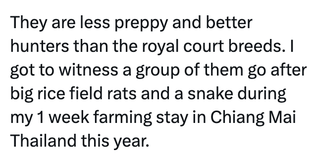 They are less preppy and better hunters than the royal court breeds. I got to witness a group of them go after big rice field rats and a snake during my 1 week farming stay in Chiang Mai Thailand this year.