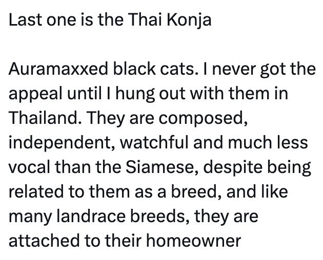 Last one is the Thai Konja Auramaxxed black cats. I never got the appeal until I hung out with them in Thailand. They are composed, independent, watchful and much less vocal than the Siamese, despite being related to them as a breed, and like many landrace breeds, they are attached to their homeowner