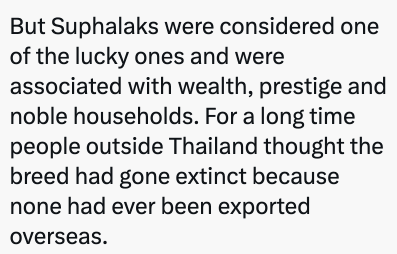 But Suphalaks were considered one of the lucky ones and were associated with wealth, prestige and noble households. For a long time people outside Thailand thought the breed had gone extinct because none had ever been exported overseas.