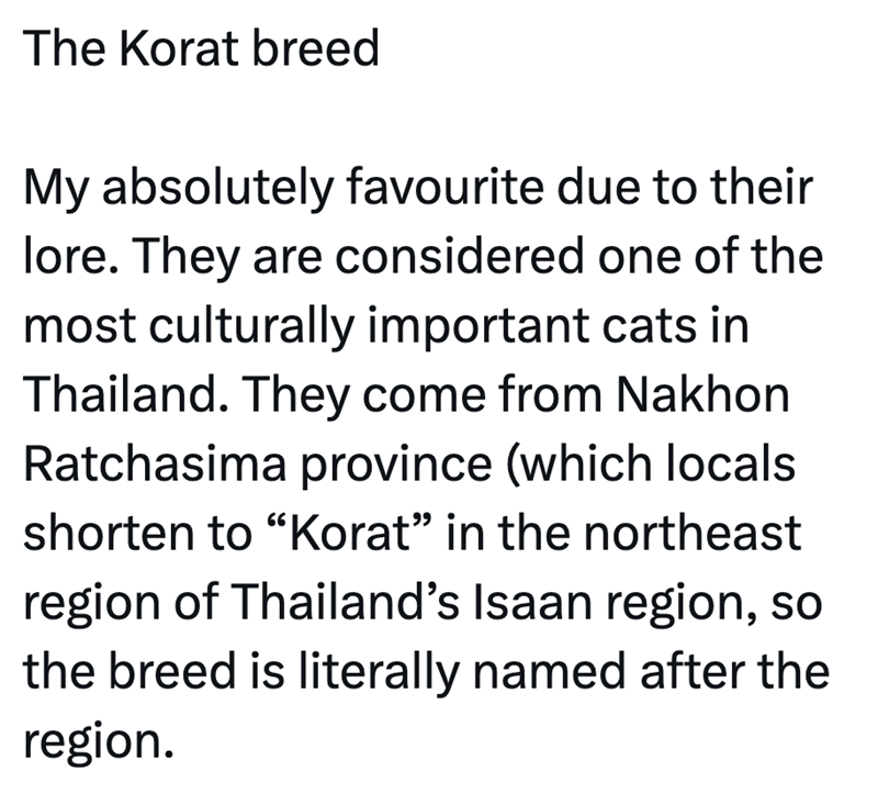 The Korat breed My absolutely favourite due to their lore. They are considered one of the most culturally important cats in Thailand. They come from Nakhon Ratchasima province (which locals shorten to "Korat" in the northeast region of Thailand's Isaan region, so the breed is literally named after the region.