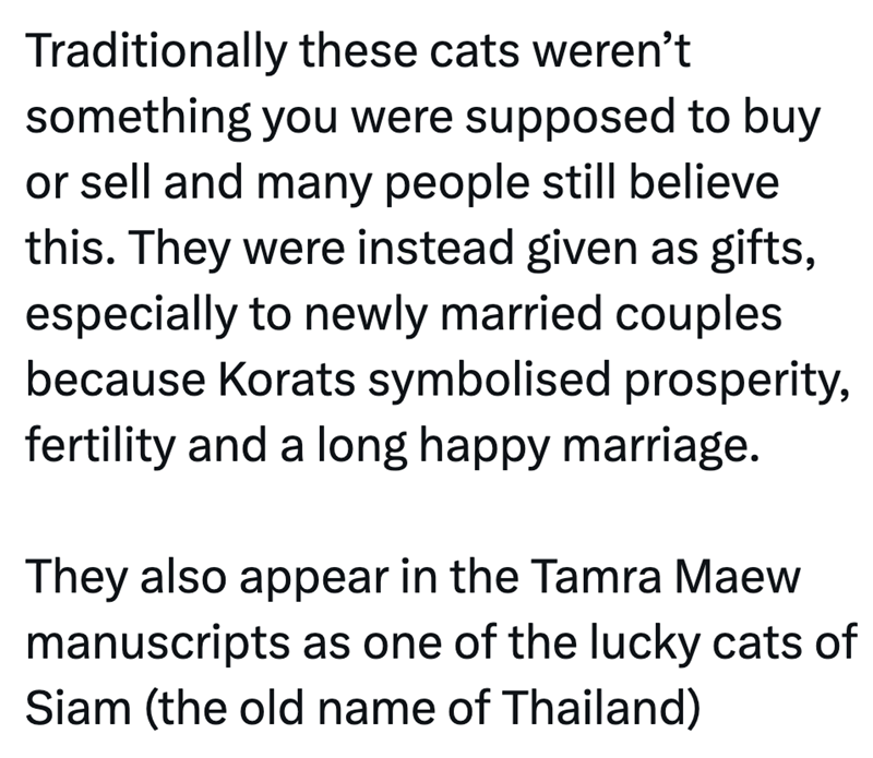 Traditionally these cats weren't something you were supposed to buy or sell and many people still believe this. They were instead given as gifts, especially to newly married couples because Korats symbolised prosperity, fertility and a long happy marriage. They also appear in the Tamra Maew manuscripts as one of the lucky cats of Siam (the old name of Thailand)