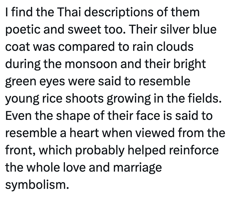 I find the Thai descriptions of them poetic and sweet too. Their silver blue coat was compared to rain clouds during the monsoon and their bright green eyes were said to resemble young rice shoots growing in the fields. Even the shape of their face is said to resemble a heart when viewed from the front, which probably helped reinforce the whole love and marriage symbolism.