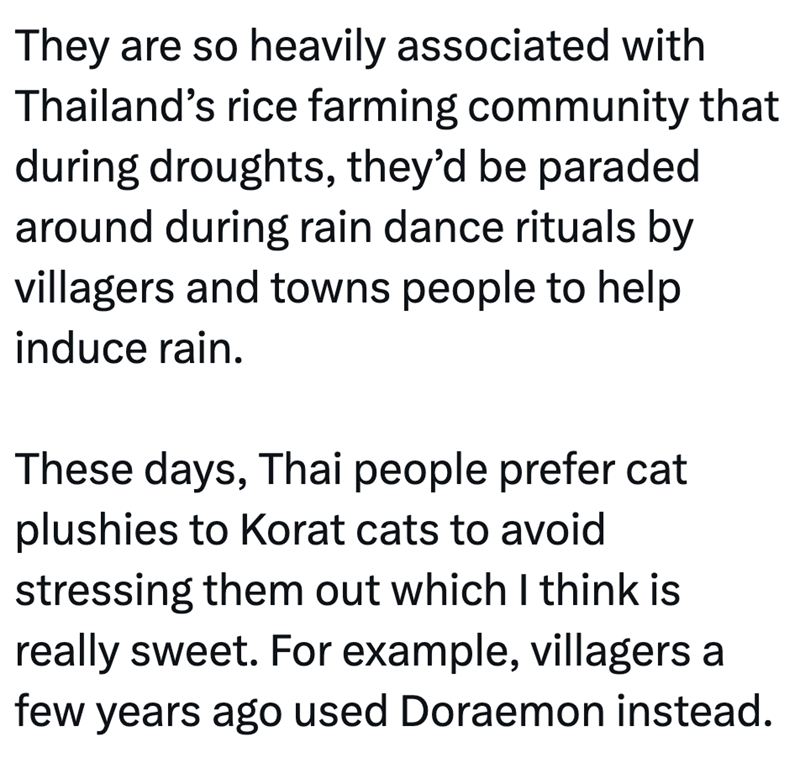 They are so heavily associated with Thailand's rice farming community that during droughts, they'd be paraded around during rain dance rituals by villagers and towns people to help induce rain. These days, Thai people prefer cat plushies to Korat cats to avoid stressing them out which I think is really sweet. For example, villagers a few years ago used Doraemon instead.