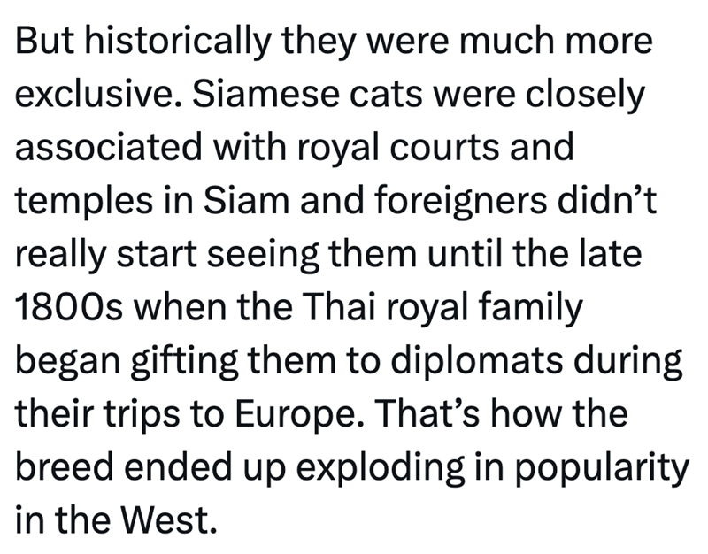 But historically they were much more exclusive. Siamese cats were closely associated with royal courts and temples in Siam and foreigners didn't really start seeing them until the late 1800s when the Thai royal family began gifting them to diplomats during their trips to Europe. That's how the breed ended up exploding in popularity in the West.