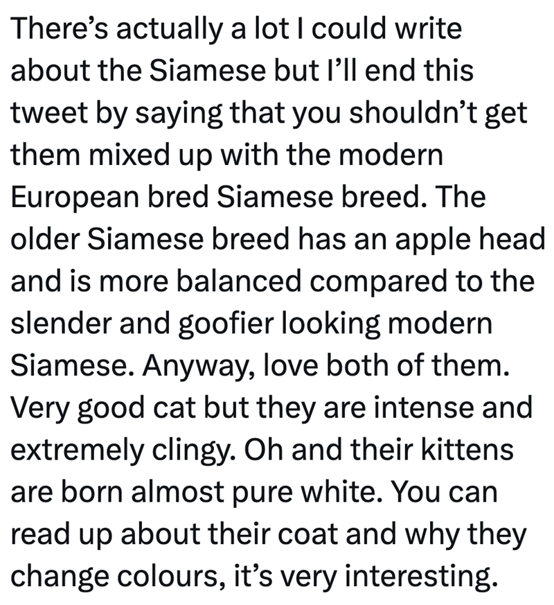There's actually a lot I could write about the Siamese but I'll end this tweet by saying that you shouldn't get them mixed up with the modern European bred Siamese breed. The older Siamese breed has an apple head and is more balanced compared to the slender and goofier looking modern Siamese. Anyway, love both of them. Very good cat but they are intense and extremely clingy. Oh and their kittens are born almost pure white. You can read up about their coat and why they change colours, it's very i