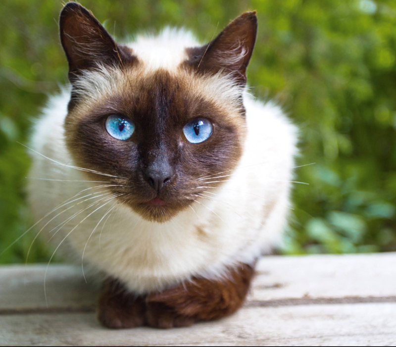 Cheezburger Image 10615312640