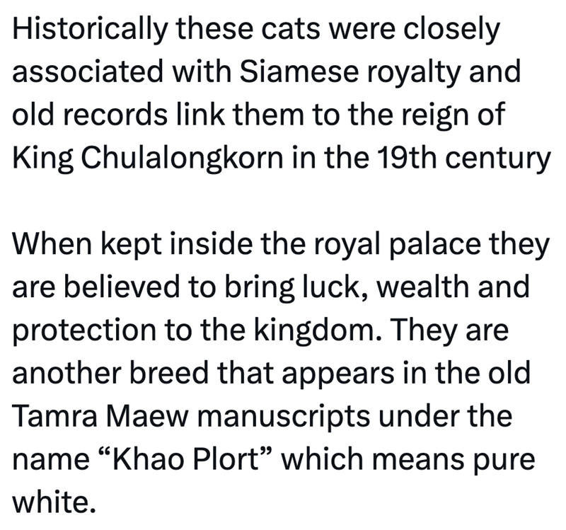 Historically these cats were closely associated with Siamese royalty and old records link them to the reign of King Chulalongkorn in the 19th century When kept inside the royal palace they are believed to bring luck, wealth and protection to the kingdom. They are another breed that appears in the old Tamra Maew manuscripts under the name "Khao Plort" which means pure white.