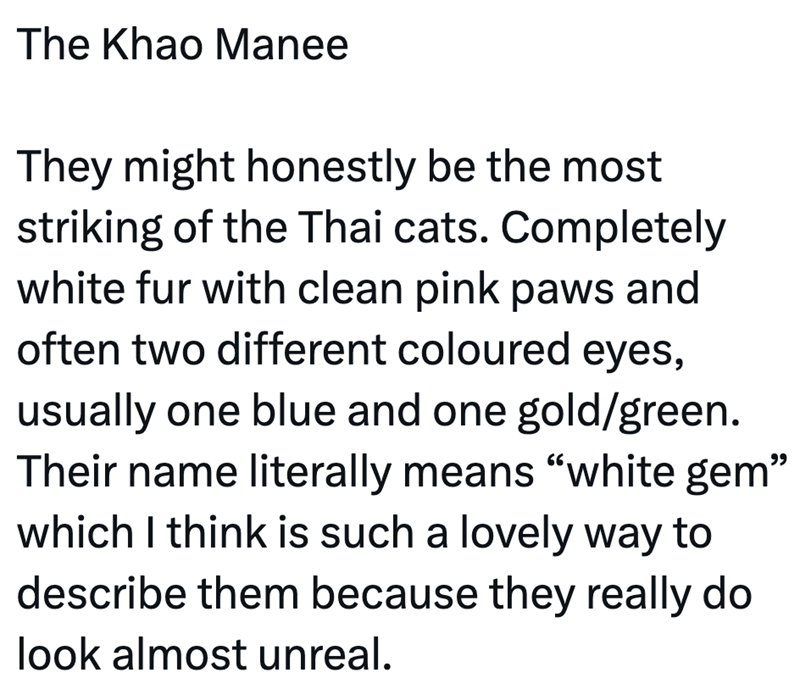 The Khao Manee They might honestly be the most striking of the Thai cats. Completely white fur with clean pink paws and often two different coloured eyes, usually one blue and one gold/green. Their name literally means "white gem" which I think is such a lovely way to describe them because they really do look almost unreal.