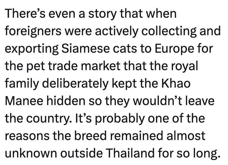 There's even a story that when foreigners were actively collecting and exporting Siamese cats to Europe for the pet trade market that the royal family deliberately kept the Khao Manee hidden so they wouldn't leave the country. It's probably one of the reasons the breed remained almost unknown outside Thailand for so long.
