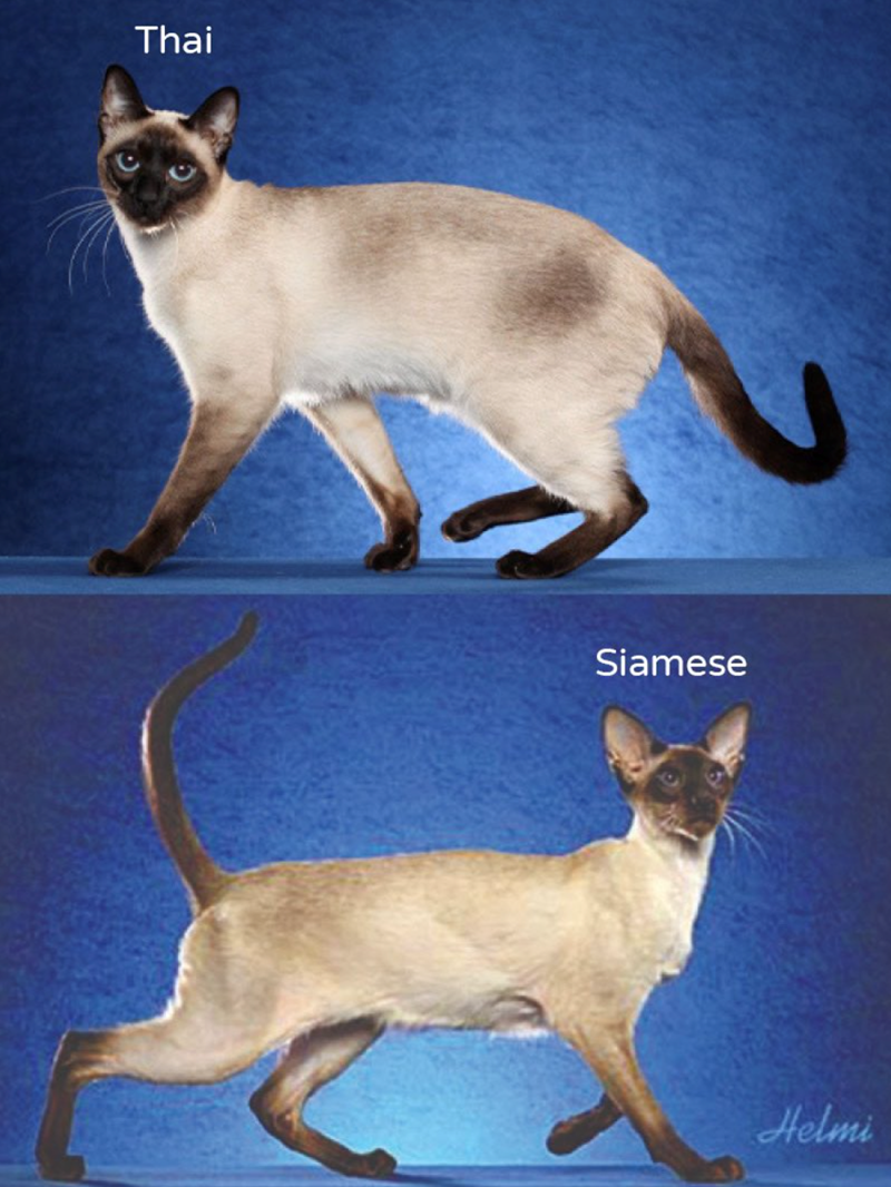 Thai Siamese Helmi