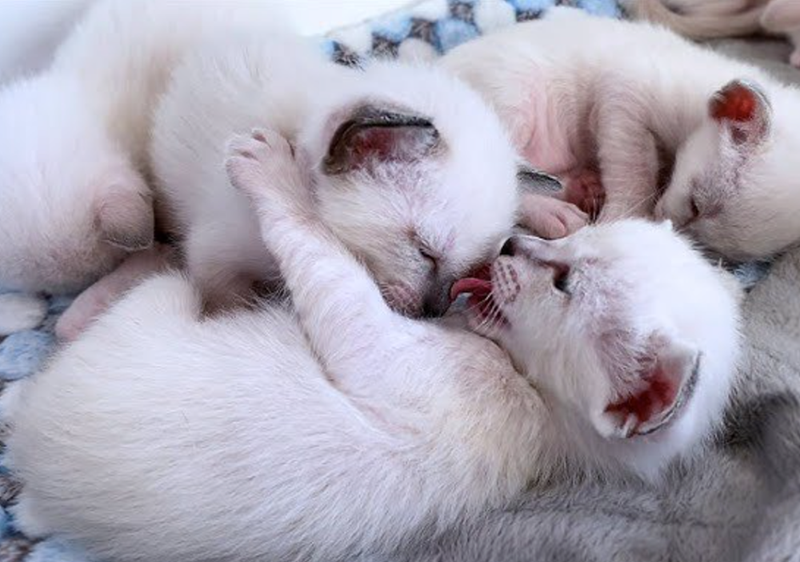 Cheezburger Image 10615313920