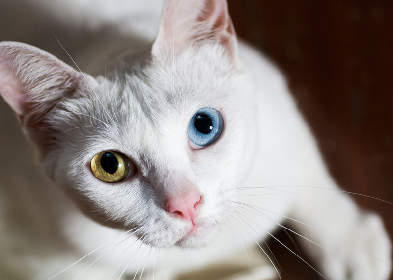 Cheezburger Image 10615314176