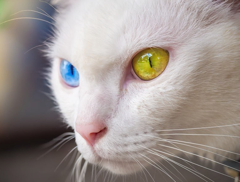 Cheezburger Image 10615314432