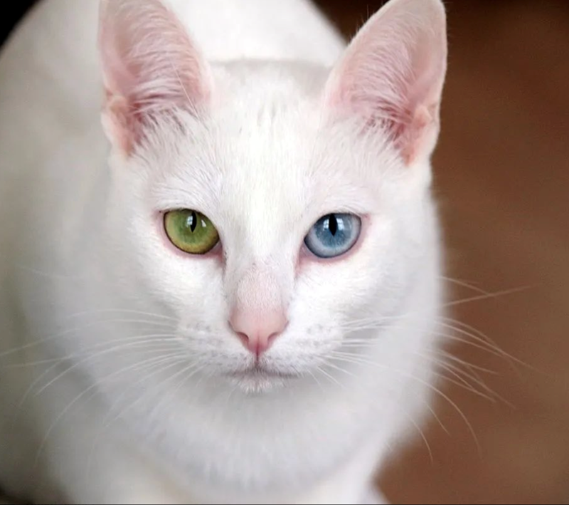 Cheezburger Image 10615314688