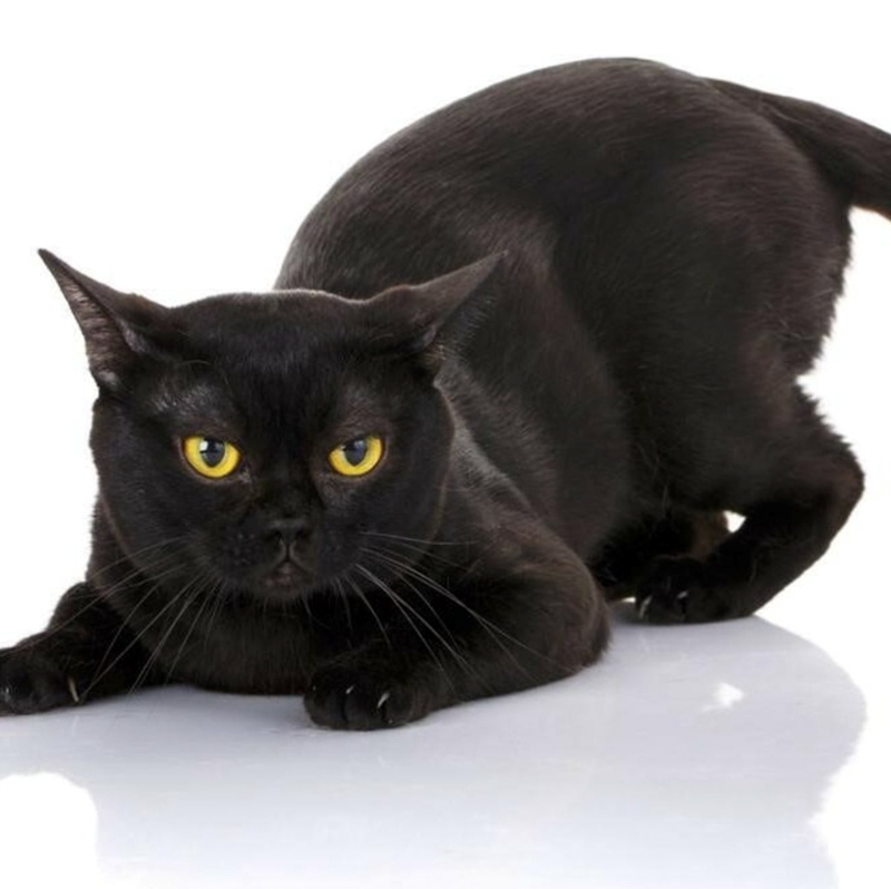 Cheezburger Image 10615315200