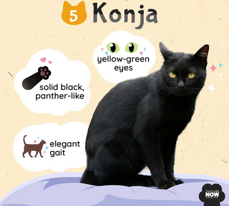 5 Konja solid black, panther-like yellow-green eyes elegant gait THAILAND NOW