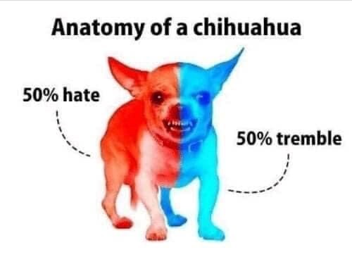 Anatomy of a chihuahua 50% hate 50% tremble