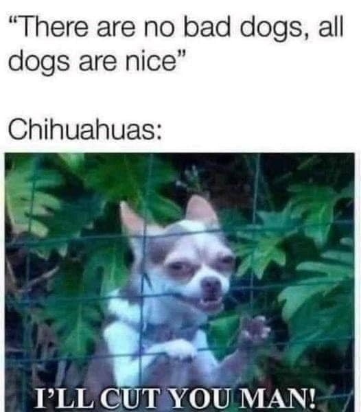 "There are no bad dogs, all dogs are nice" Chihuahuas: I'LL CUT YOU MAN!