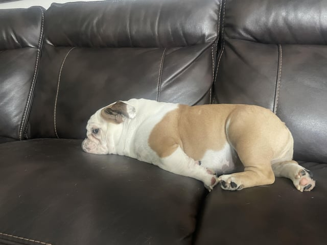 Cheezburger Image 10615323136