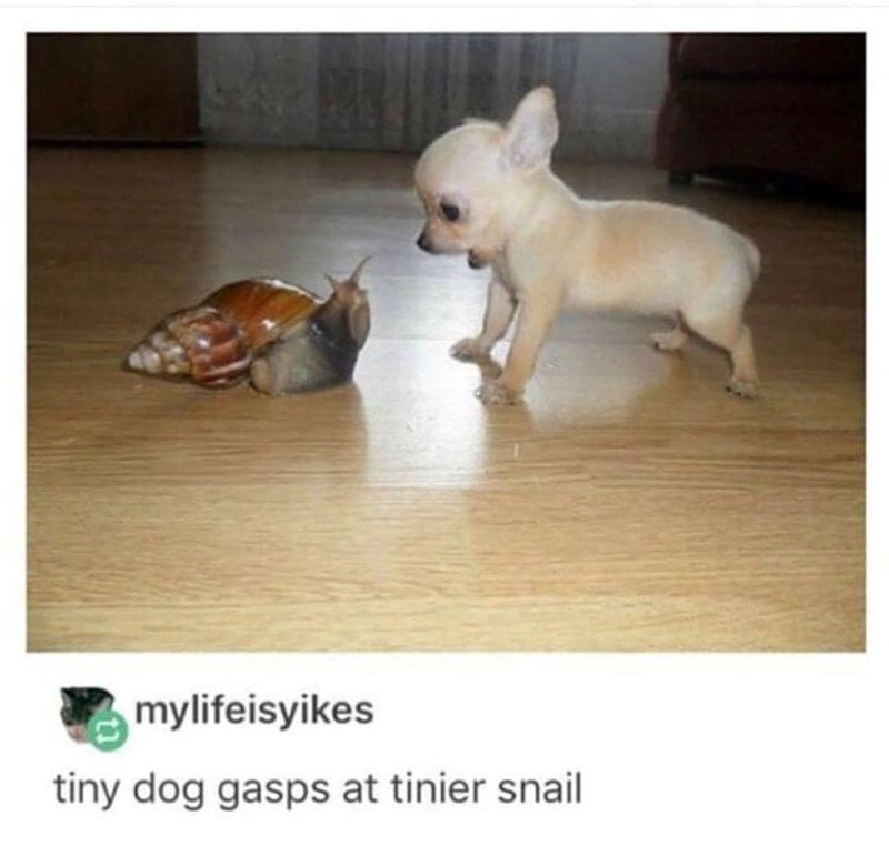 mylifeisyikes tiny dog gasps at tinier snail