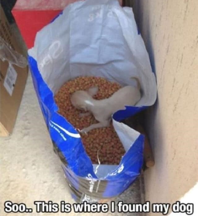 METTO Soo.. This is where I found my dog