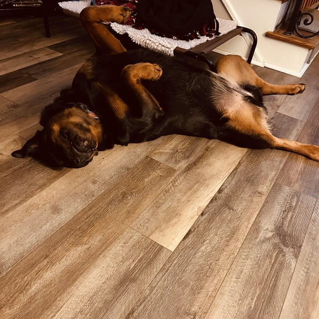 Cheezburger Image 10615325696