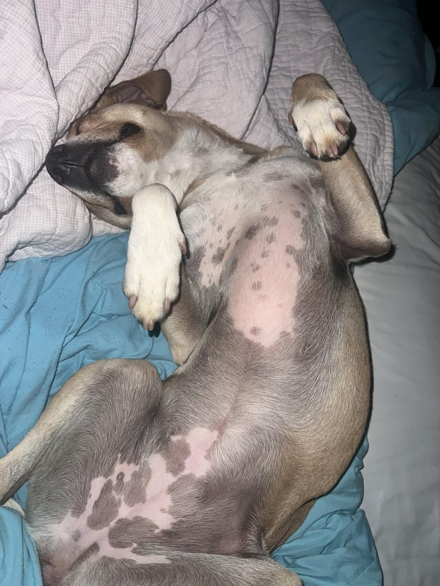 Cheezburger Image 10615325952