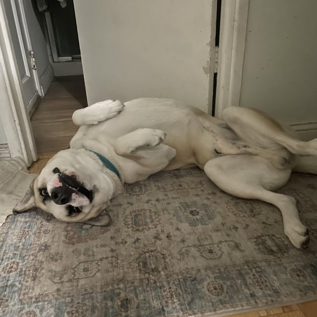 Cheezburger Image 10615326720